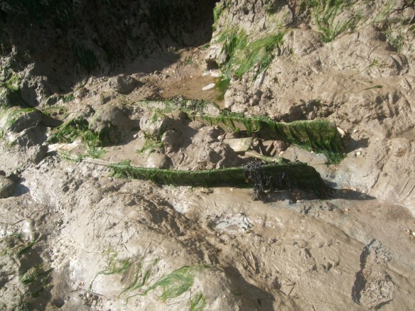 Coffin on Dead Man's Island